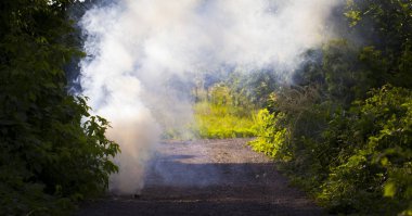 Ormanın içinde duman, güneş ışınlarının duman aydınlatmak