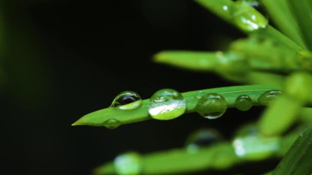 Gros plan d'une goutte d'eau sur les feuilles de Tees — Video