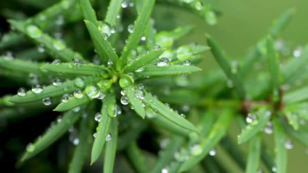 Close up of a water drops on Tees leaves — Stock Video