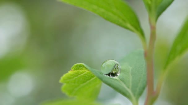 Närbild av en vattendroppe på blad — Stockvideo