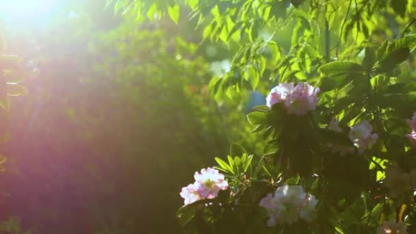 Rózsaszín virág, azálea, közelkép, láthatjuk a tippeket a porzószálból — Stock videók