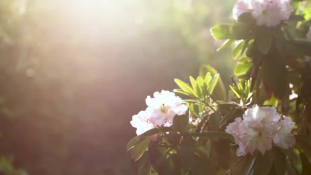Růžový květ z azalek, detail, viz Tipy tyčinky — Stock video