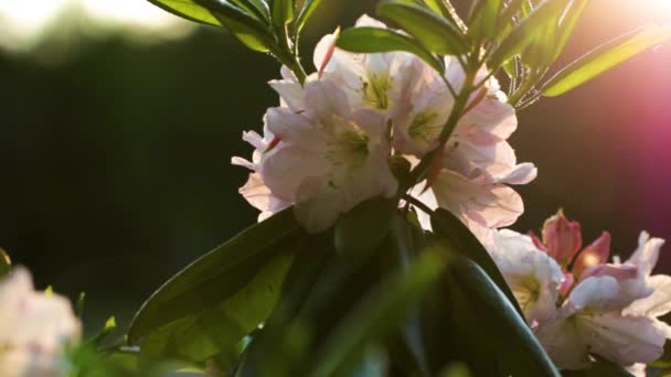 ピンクの花クローズ アップ、ツツジのおしべのヒントを見ることができます — ストック動画