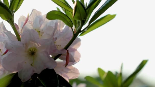 Pink flower of azaleas, close-up, can see the tips of stamens — Stock Video