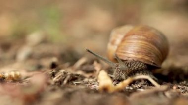 Helix pomatia yumuşakça Helicidae ailesindeki.