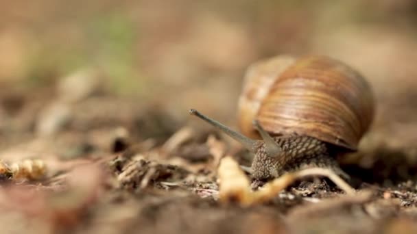 Helix pomatia mollusk da família Helicidae . — Vídeo de Stock