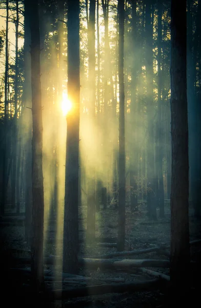 Fumée dans les bois, les rayons du soleil illuminent la fumée — Photo