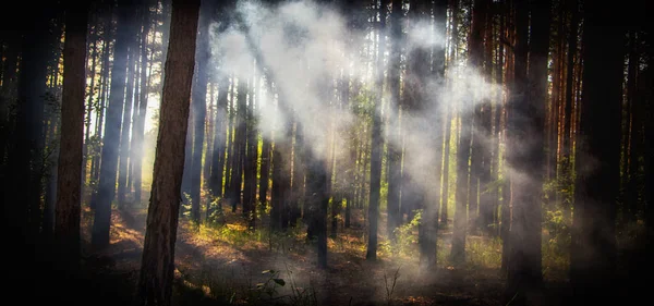 Humo en el bosque, los rayos del sol iluminan el humo — Foto de Stock