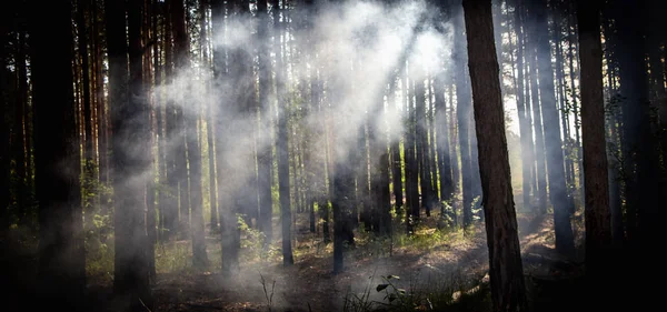ควันในป่า รังสีของดวงอาทิตย์ส่องแสงควัน — ภาพถ่ายสต็อก