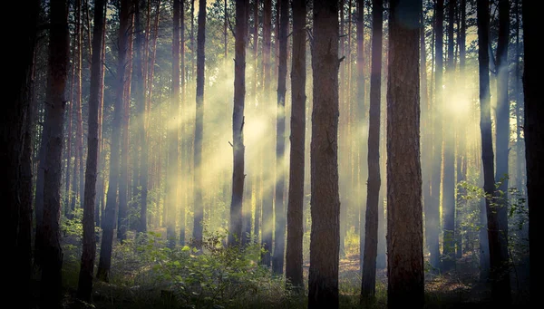 Røg i skoven, solens stråler oplyser røgen - Stock-foto