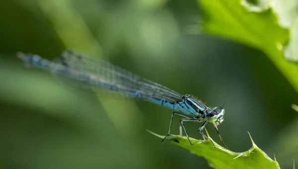 Närbild en grön slända Calopteryx virgo på grönt löv bakgrund — Stockfoto