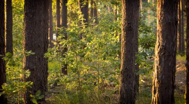 Çam ormanında akşam güneşi