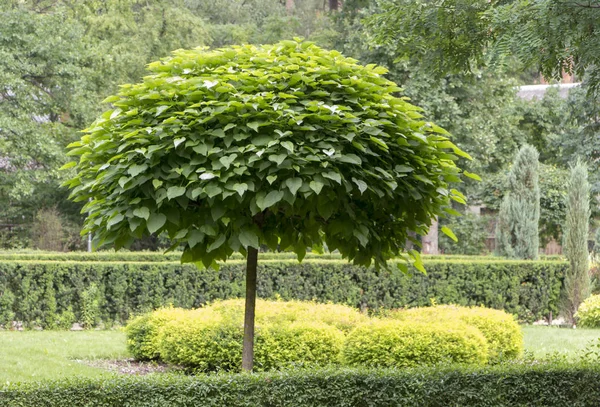 Catalpa με ένα όμορφο στέμμα στο πράσινο γρασίδι για την ημέρα του καλοκαιριού — Φωτογραφία Αρχείου