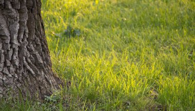 Sulu genç çimenli çim yakın çekim
