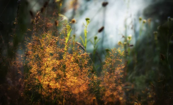 High grass on a summer green meadow filled with light — Stock Photo, Image