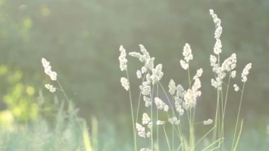 Yazın yeşil bir çayırda, ışıkla dolu yüksek çimenler.