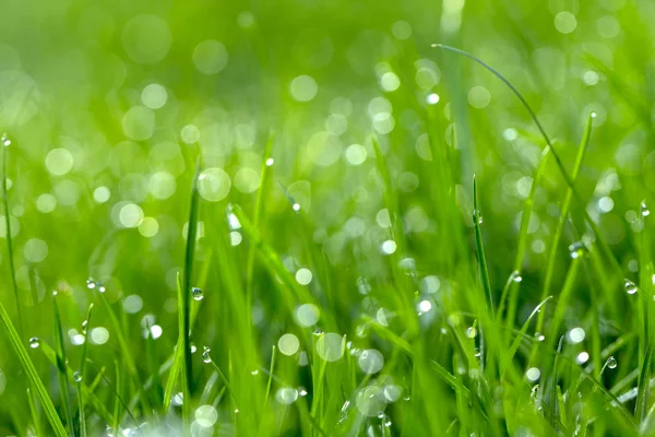Droppar av dagg på det vackra gröna gräset, bakgrunden närbild — Stockfoto