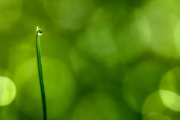 美丽的绿草上滴露水, 背景特写 — 图库照片