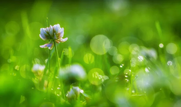 美丽的绿草上滴露水, 背景特写 — 图库照片