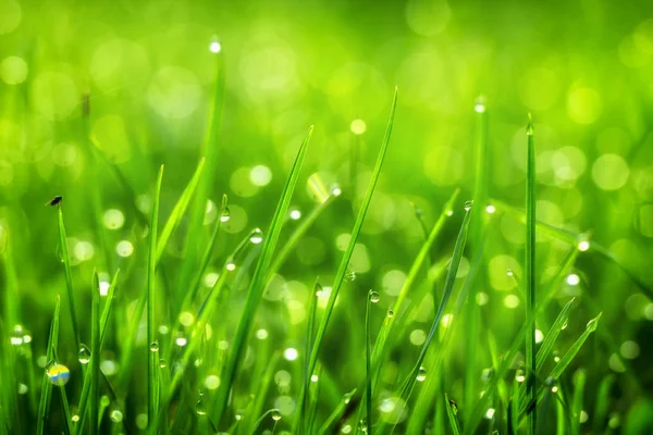 Drops of dew on the beautiful green grass, background close up — Stock Photo, Image