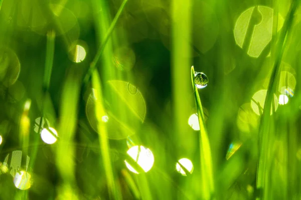 Drops of dew on the beautiful green grass, background close up — Stock Photo, Image