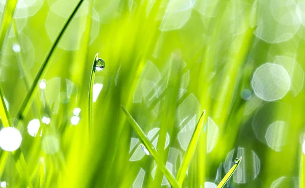 美丽的绿草上滴露水, 背景特写 — 图库照片
