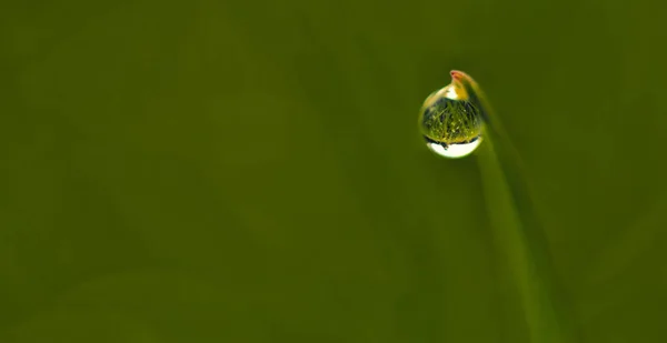 Tautropfen auf dem schönen grünen Gras, Hintergrund aus nächster Nähe — Stockfoto