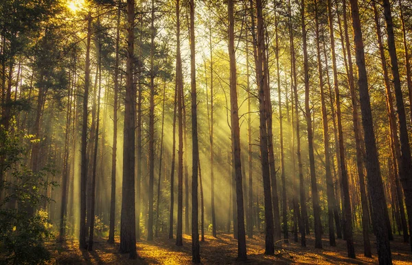 Bela cena matinal, raios de sol rompem os ramos das árvores . — Fotografia de Stock