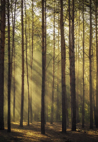 Belle scène matinale, les rayons du soleil traversent les branches des arbres . — Photo