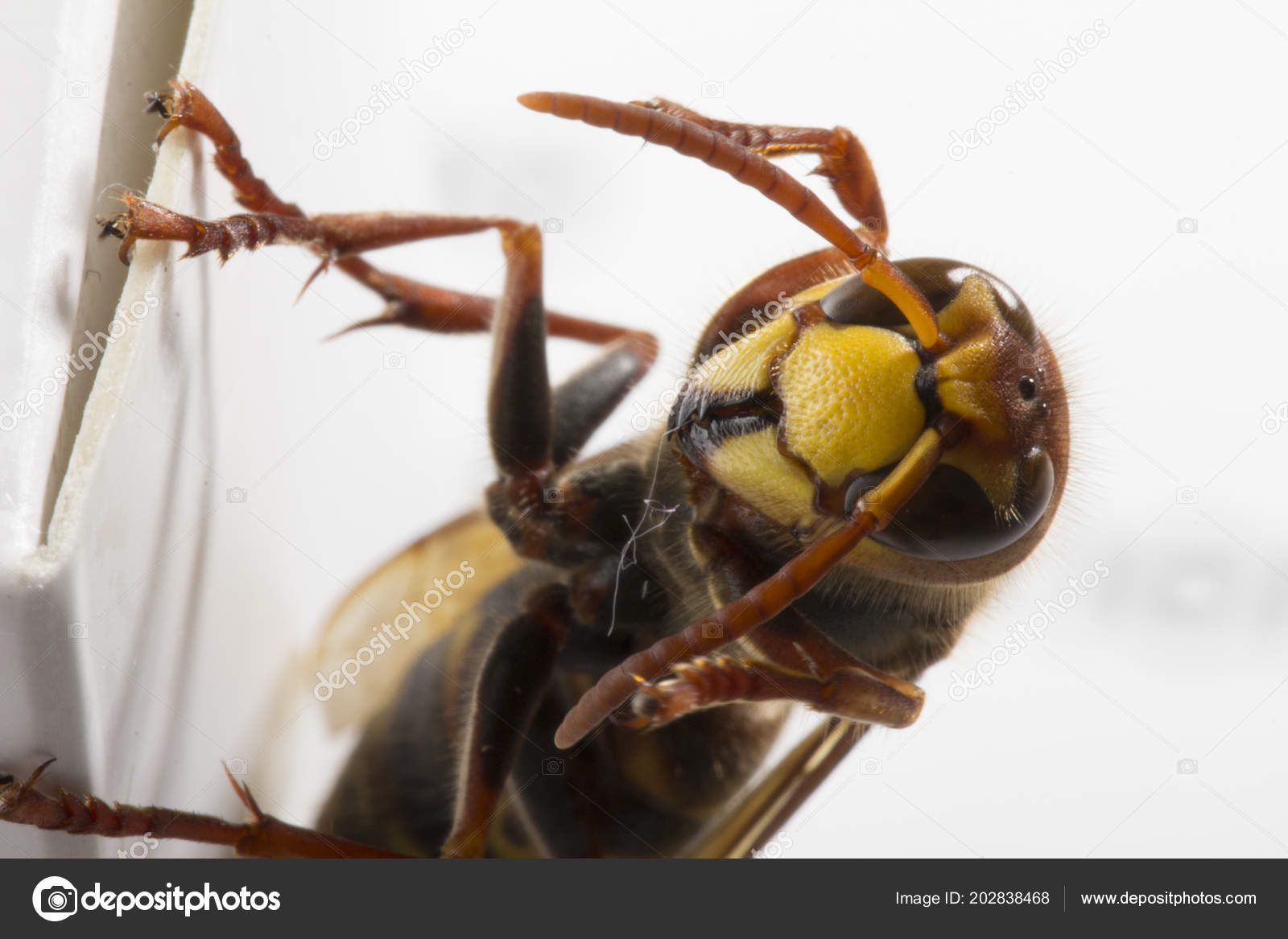 хорнет браузер скачать Hornet скачать браузер.