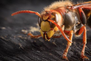 Büyük Avrupa Hornet. Tehlikeli yırtıcı böcek. Yakın çekim.