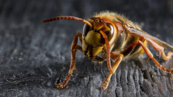 Huge European Hornet. Dangerous predatory insect. Close-up. — Stock Photo, Image