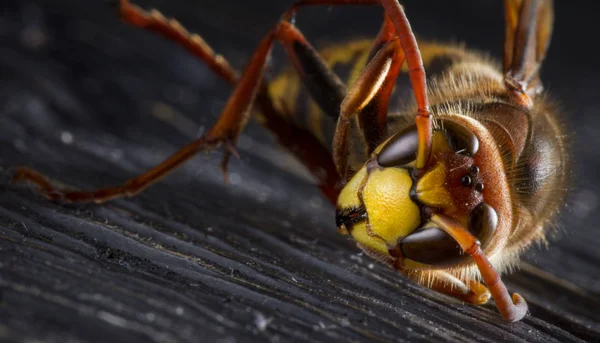 Huge European Hornet. Dangerous predatory insect. Close-up. — Stock Photo, Image