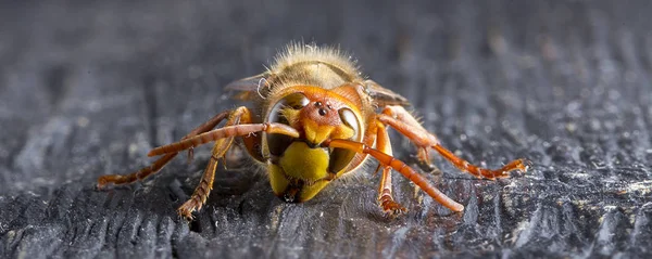 Stora europeiska Hornet. Farliga rovdjur insekt. Närbild. — Stockfoto