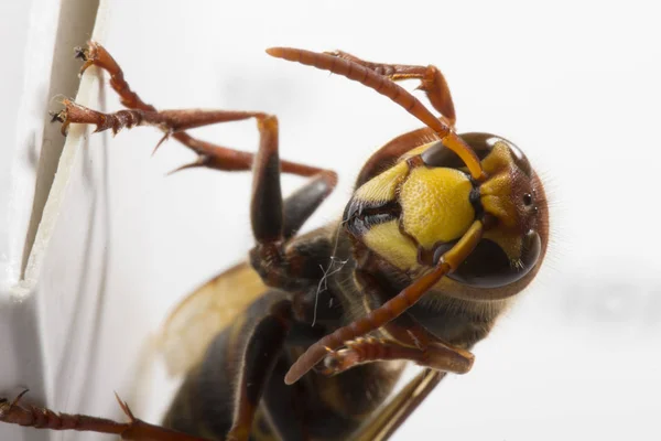 Huge European Hornet. Dangerous predatory insect. Close-up. — Stock Photo, Image