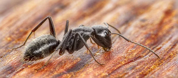 老木背景特写的蚂蚁 — 图库照片
