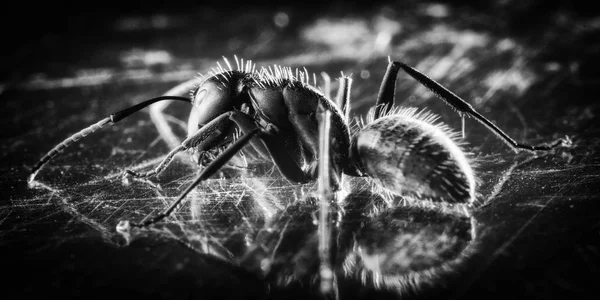 Zwart-wit foto van een zwarte tuin mier, close-up — Stockfoto