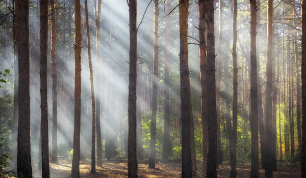 Rauch im Wald, die Strahlen der Sonne erhellen den Rauch — Stockfoto