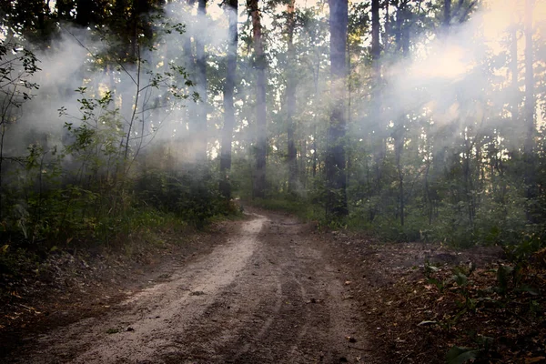 Fumée dans les bois, les rayons du soleil illuminent la fumée — Photo