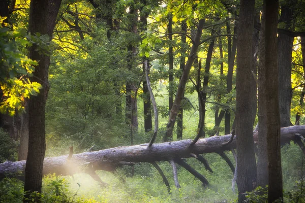 Humo en el bosque, los rayos del sol iluminan el humo — Foto de Stock