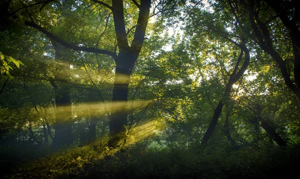 Fumaça na floresta, os raios do sol iluminam a fumaça — Fotografia de Stock