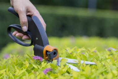 Çim yerlere ulaşmak zor, bahçıvan profesyonel makasla kesme