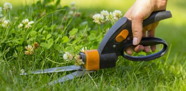 Çim yerlere ulaşmak zor, bahçıvan profesyonel makasla kesme
