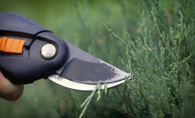 Bahçıvanlar el ile bir secateur porsukağacı gereksiz dal keser, yakın çekim