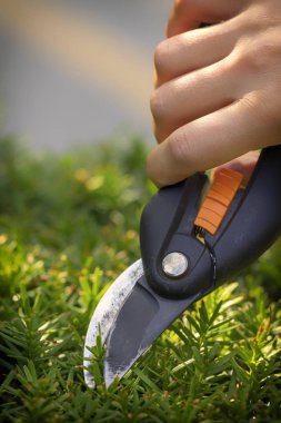 Bahçıvanlar el ile bir secateur porsukağacı gereksiz dal keser, yakın çekim