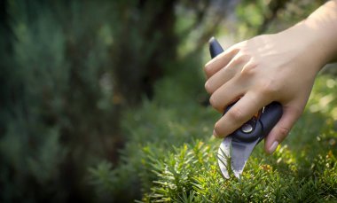 Bahçıvanlar el ile bir secateur porsukağacı gereksiz dal keser, yakın çekim