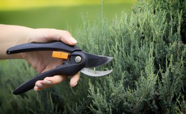 Bahçıvanlar el ile bir secateur porsukağacı gereksiz dal keser, yakın çekim