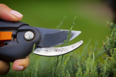 Bahçıvanlar el ile bir secateur porsukağacı gereksiz dal keser, yakın çekim