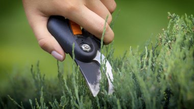 Bahçıvanlar el ile bir secateur porsukağacı gereksiz dal keser, yakın çekim