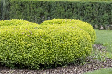 Erkeçsakalı bush, peyzaj tasarımında kullanılan. Budama için rasgele bir şekil vermek mümkündür